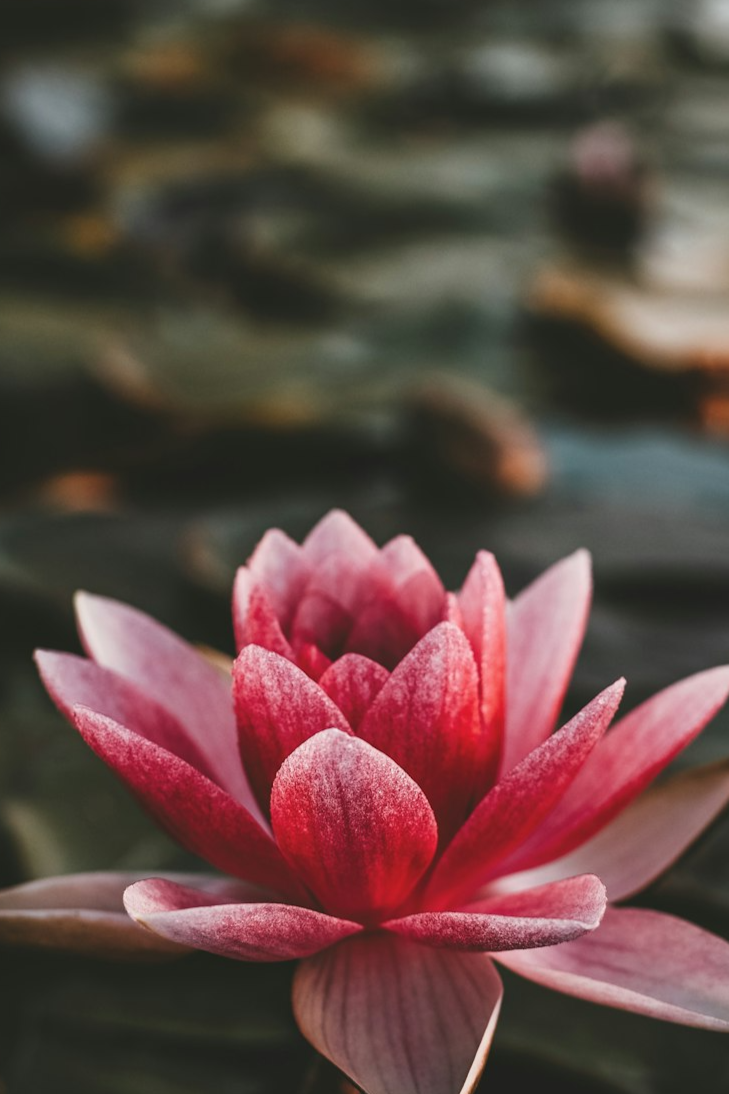 Beautiful water lily representing growth, healing, and natural beauty